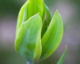 Tulipán zelenokvětý 'Evergreen'