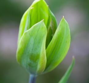 Tulipán zelenokvětý 'Evergreen' - Tulipa Viridiflora 'Evergreen'