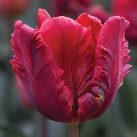 Tulipán papouškovitý 'Red Parrot' - Tulipa Parrot 'Red Parrot'