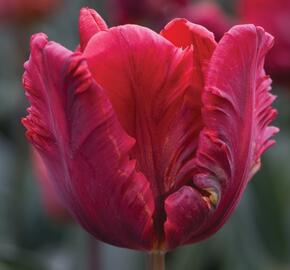 Tulipán papouškovitý 'Red Parrot' - Tulipa Parrot 'Red Parrot'