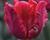Tulipán papouškovitý 'Red Parrot'