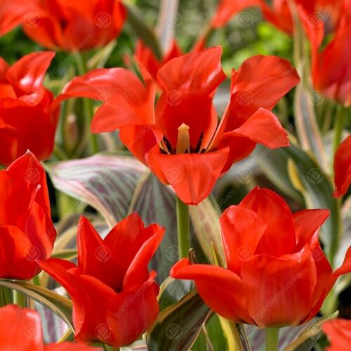 Tulipán Greigův 'Fire of Love'® - Tulipa Greigii 'Fire of Love'®