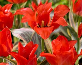 Tulipán Greigův 'Fire of Love'®