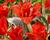 Tulipán Greigův 'Fire of Love'®
