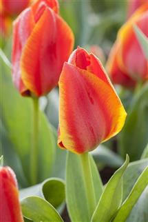 Tulipán Greigův 'Diantha' - Tulipa Greigii 'Diantha'
