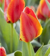 Tulipán Greigův 'Diantha' - Tulipa Greigii 'Diantha'