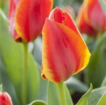 Tulipán Greigův 'Diantha'