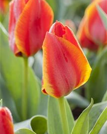 Tulipán Greigův 'Diantha' - Tulipa Greigii 'Diantha'