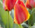 Tulipán Greigův 'Diantha'