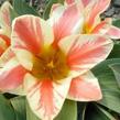 Tulipán Greigův 'Czaar Peter' - Tulipa Greigii 'Czaar Peter'