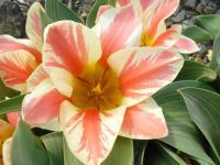 Tulipán Greigův 'Czaar Peter'