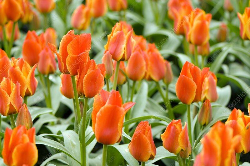 Tulipán Greigův 'Compostella' - Tulipa Greigii 'Compostella'