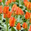 Tulipán Greigův 'Compostella' - Tulipa Greigii 'Compostella'