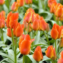 Tulipán Greigův 'Compostella' - Tulipa Greigii 'Compostella'