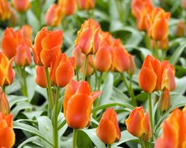 Tulipán Greigův 'Compostella'
