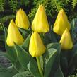 Tulipán Greigův 'Marie José' - Tulipa Greigii 'Marie José'