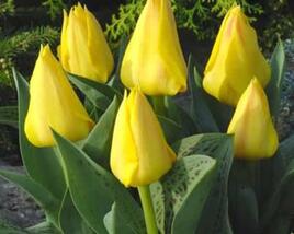 Tulipán Greigův 'Marie José'