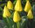 Tulipán Greigův 'Marie José'