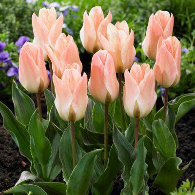 Tulipán Greigův 'Little Girl' - Tulipa Greigii 'Little Girl'