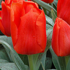 Tulipán Greigův 'Giant Orange Sunrise' - Tulipa Greigii 'Giant Orange Sunrise'