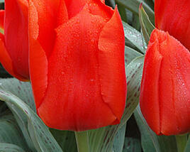 Tulipán Greigův 'Giant Orange Sunrise'