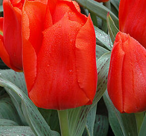 Tulipán Greigův 'Giant Orange Sunrise' - Tulipa Greigii 'Giant Orange Sunrise'