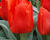 Tulipán Greigův 'Giant Orange Sunrise'