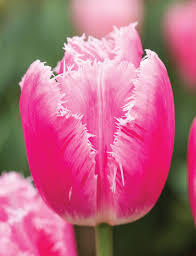 Tulipán třepenitý 'Family' - Tulipa Fringed 'Family'