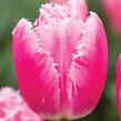 Tulipán třepenitý 'Family' - Tulipa Fringed 'Family'