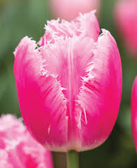 Tulipán třepenitý 'Family' - Tulipa Fringed 'Family'