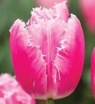 Tulipán třepenitý 'Family'