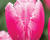 Tulipán třepenitý 'Family'