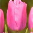 Tulipán Triumph 'Pink Flag' - Tulipa Triumph 'Pink Flag'