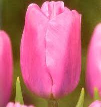 Tulipán Triumph 'Pink Flag'