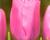 Tulipán Triumph 'Pink Flag'