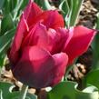 Tulipán raný 'Red Revival' - Tulipa Single Early 'Red Revival'
