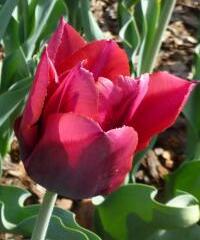 Tulipán raný 'Red Revival' - Tulipa Single Early 'Red Revival'