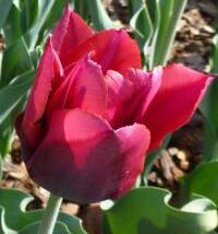 Tulipán jednoduchý raný 'Red Revival'