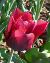 Tulipán raný 'Red Revival' - Tulipa Single Early 'Red Revival'