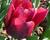 Tulipán jednoduchý raný 'Red Revival'