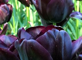Tulipán Triumph 'Paul Scherer' - Tulipa Triumph 'Paul Scherer'