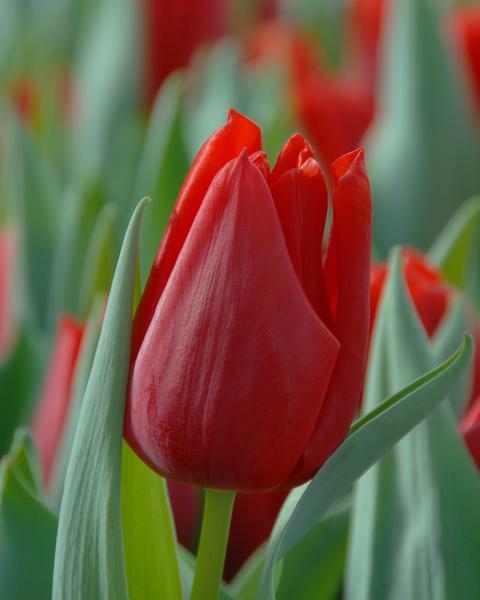 Tulipán Triumph 'Oscar' - Tulipa Triumph 'Oscar'