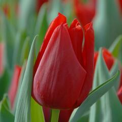 Tulipán Triumph 'Oscar' - Tulipa Triumph 'Oscar'