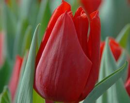 Tulipán Triumph 'Oscar'