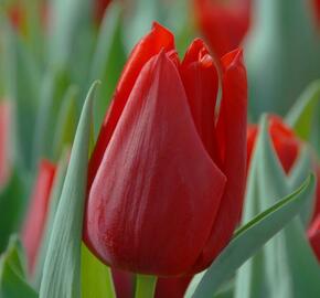 Tulipán Triumph 'Oscar' - Tulipa Triumph 'Oscar'