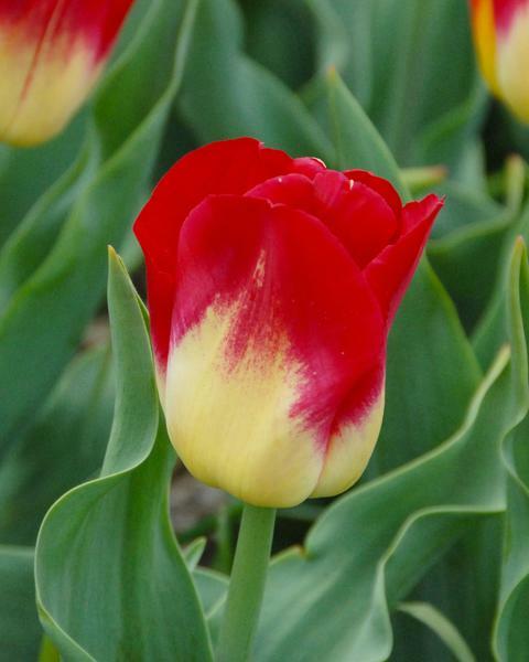 Tulipán Triumph 'Match' - Tulipa Triumph 'Match'