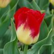 Tulipán Triumph 'Match' - Tulipa Triumph 'Match'