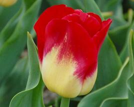 Tulipán Triumph 'Match'
