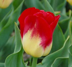 Tulipán Triumph 'Match' - Tulipa Triumph 'Match'