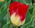 Tulipán Triumph 'Match'